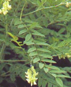 Sophora Flavescens  Extract 